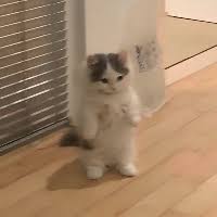 michi (MICHI)